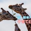 新米パパ、キリンの親子